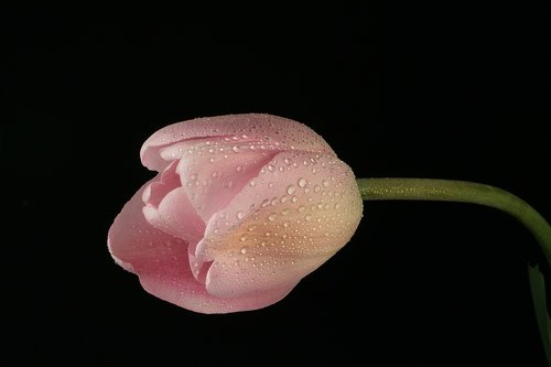 tulip  rosa  nero