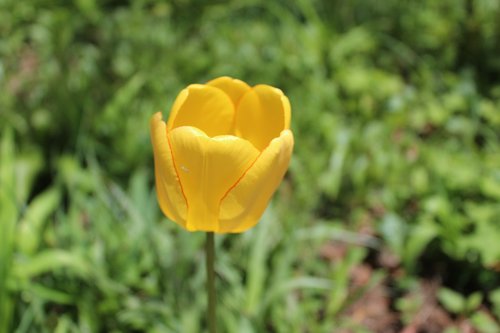 tulip  spring  tulips