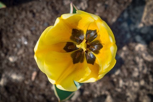 tulip  yellow tulip  flower
