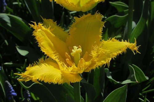 tulip  yellow  colorful