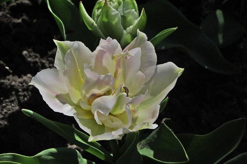 tulip  large  flowers