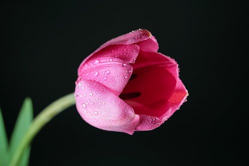 tulip  flower  petals
