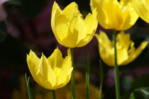 tulip yellow flowers