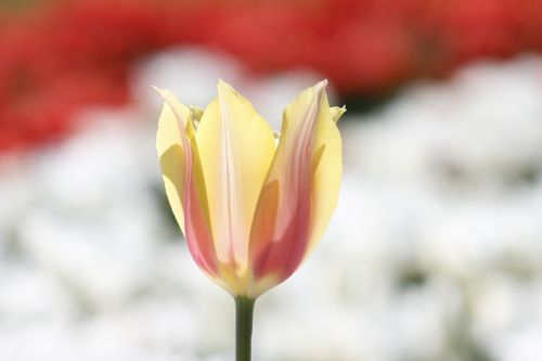 tulip flower plant