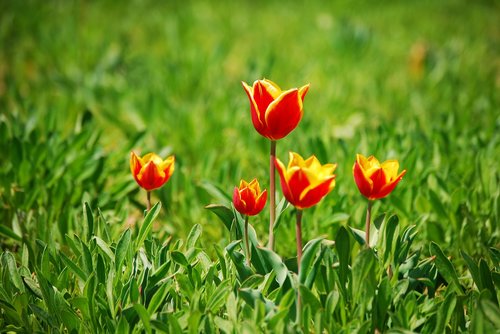 tulip  flowers  plants