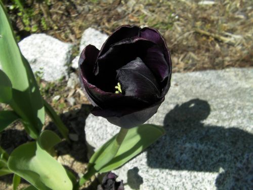tulip tulipa black tulip