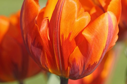 tulip  orange  red