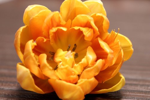 tulip  orange  flower