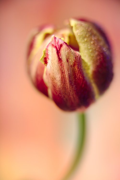 tulip  drip  dew