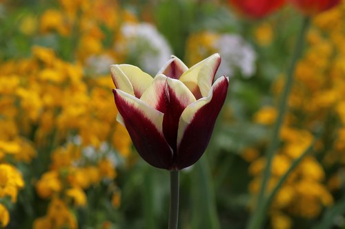 tulip  flower  spring