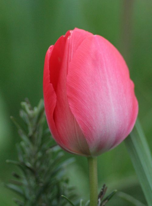 tulip red green