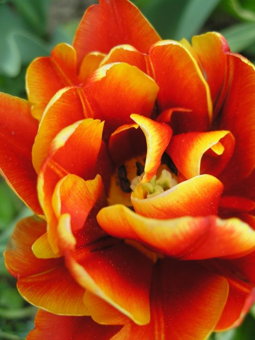 tulip plant blossom