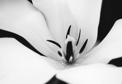 tulip  pistil  flower