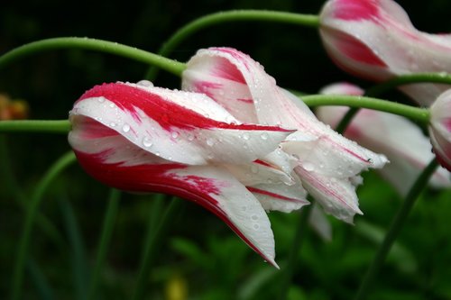 tulip  rain  close up