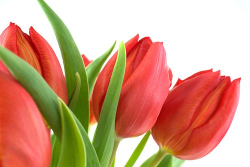 tulip  spring  flower