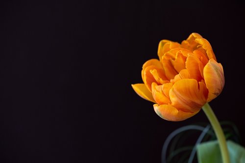 tulip  flower  filled
