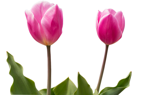 tulip  flower  color