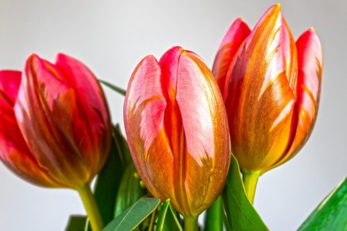 tulip  lilies  spring