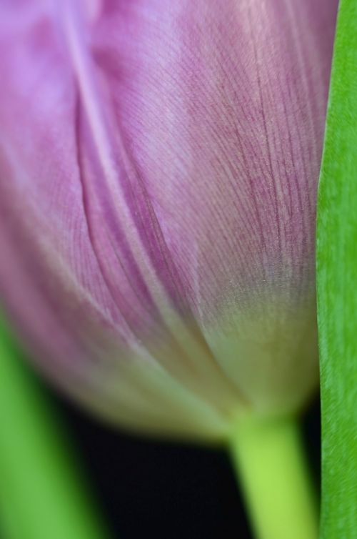 tulip flower blossom