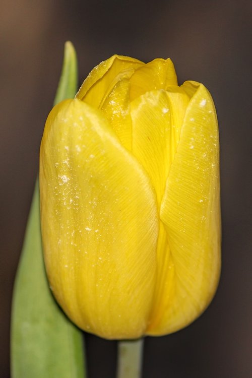 tulip  yellow  blossom