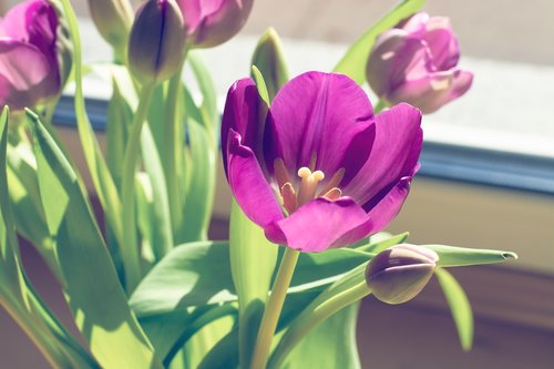 tulip  violet  purple