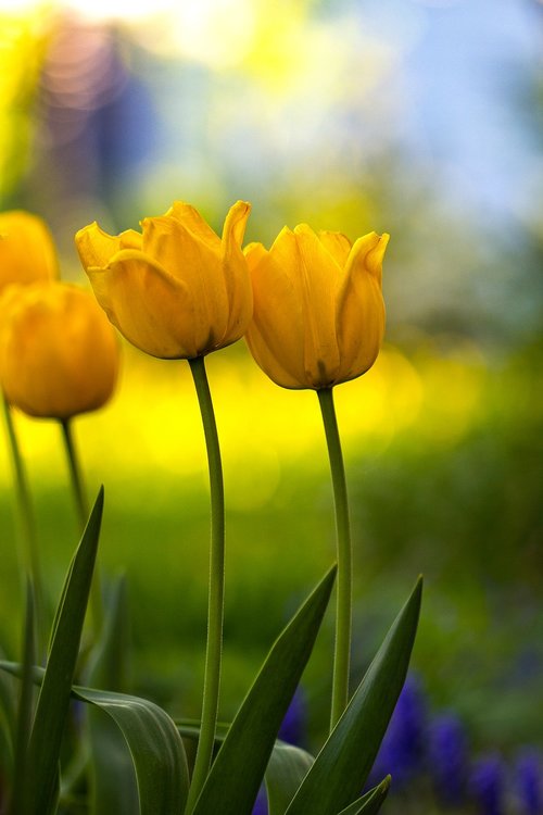 tulip  yellow  spring