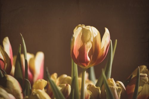 tulip  flower  blossom