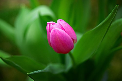 tulip  spring  flowers