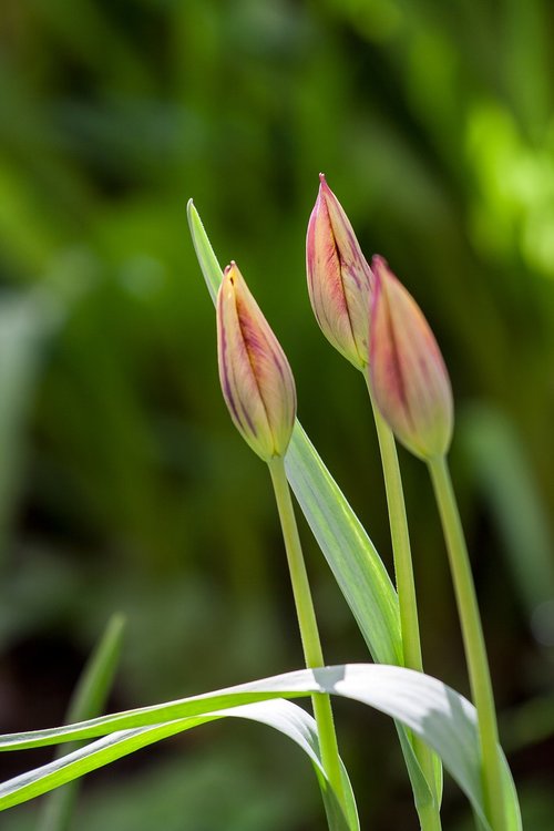 tulip  tulips  plant