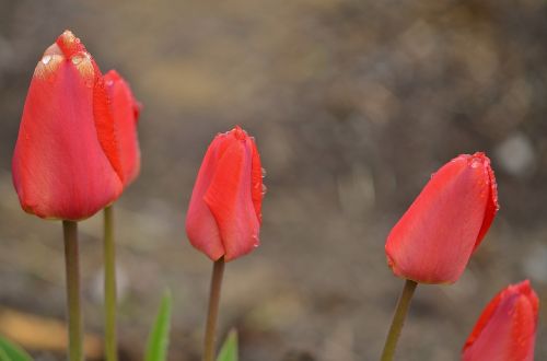 tulip spring nature