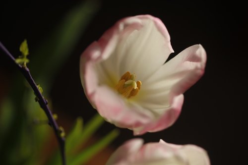 tulip  stamp  blossom