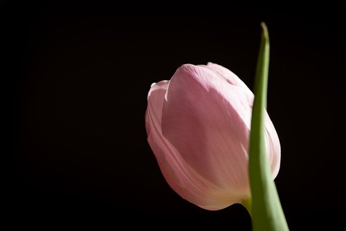 tulip  flower  pink