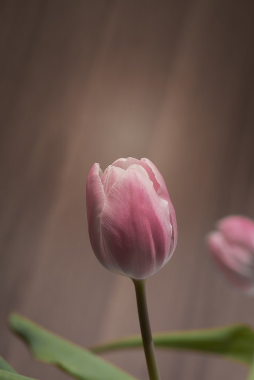 tulip  pink  tulip pink