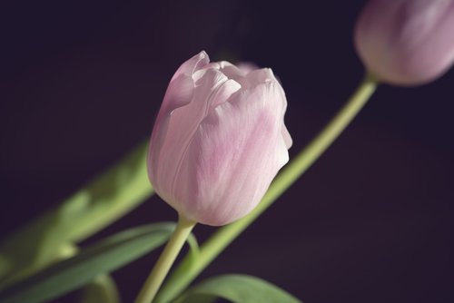 tulip  pink  flower