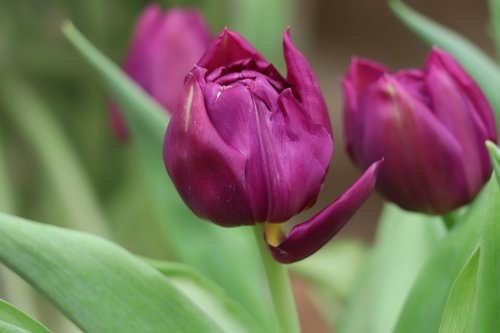 tulip  purple  flowers