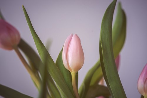 tulip  pink  flower