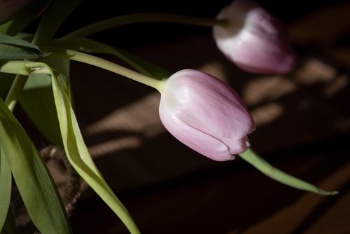 tulip  pink  blossom