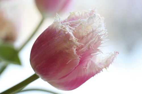 tulip  spring  pink