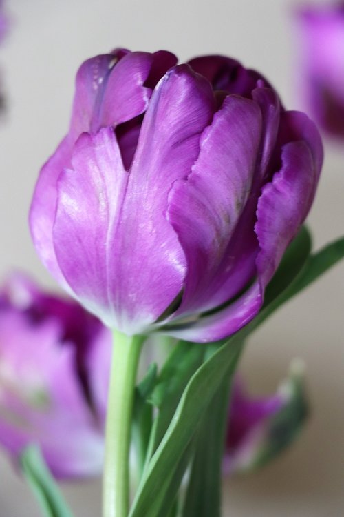 tulip  purple  bright