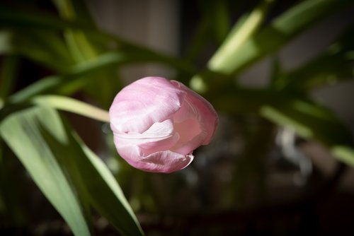 tulip  blossom  bloom