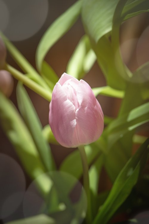 tulip  flower  pink