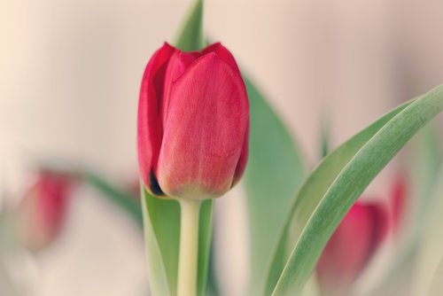 tulip  red  romantic