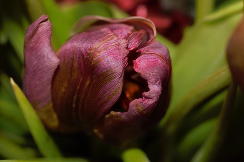 tulip  flower  blossom