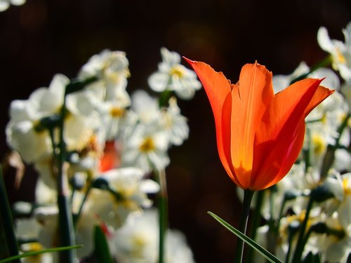 tulip  backlighting  orange