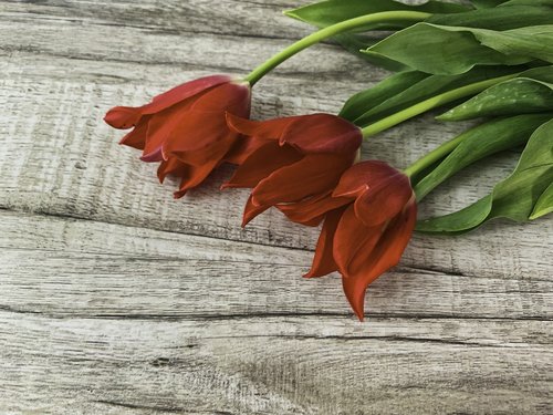 tulip  red  tulips