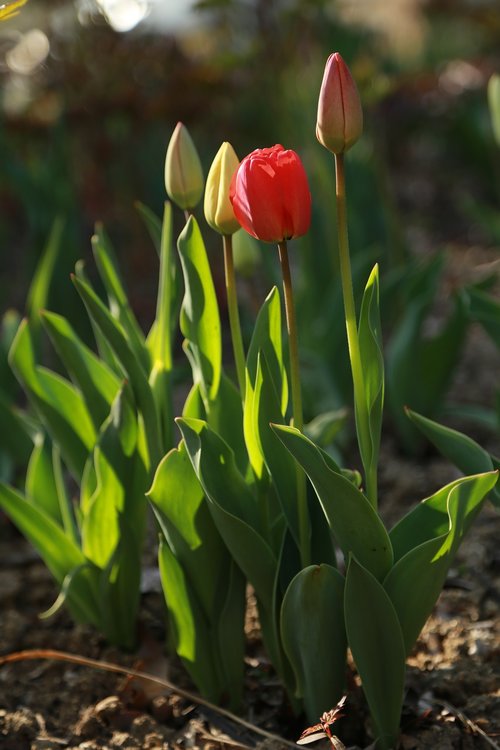 tulip  flowers  bud