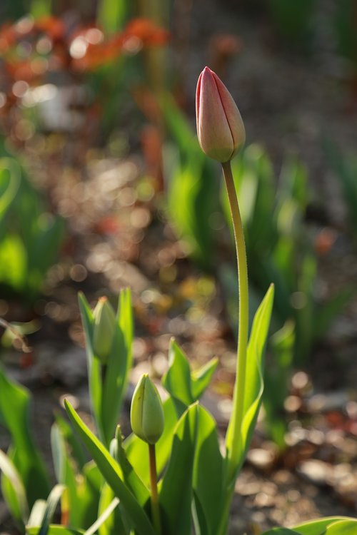 tulip  flowers  bud