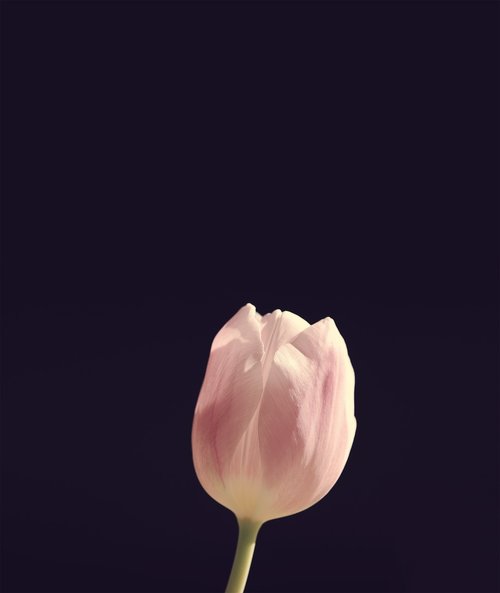 tulip  flower  blossom