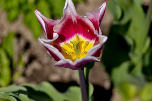 tulip  stamp  plant