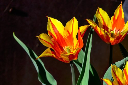 tulip  garden  spring